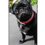 Cover Dog per iPhone