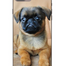 Cover Dog per iPhone