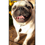 Cover Dog per iPhone