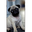 Cover Dog per iPhone