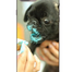 Cover Dog per iPhone