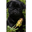Cover Dog per iPhone